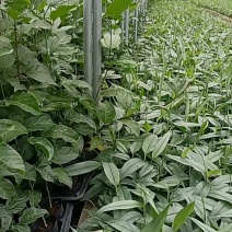 纯甜嫁接苗一手货源品质保证诚信经营欢迎采购