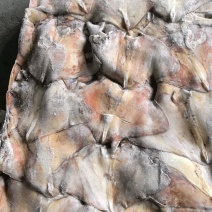 船冻北朝鱿鱼尾巴，100/200净重8公斤一箱，纸箱包装