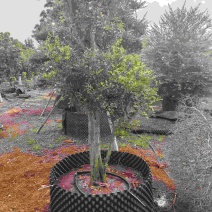 海南九里香30年老桩头