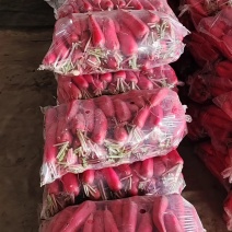 精品萝卜大量上市，山东临沂莒南产地直供