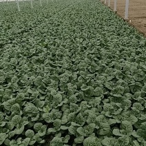 长年种植新鲜蔬菜，中花芥兰，广东菜心批发