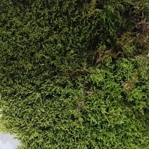 批发苔藓大灰藓长毛藓星星藓白发藓包邮各种苔藓