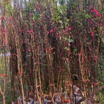 3-5分碧桃树待售🌹