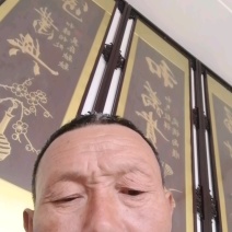 107速生杨