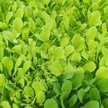鸡毛菜【诚信经营】支持视频看货，可发往全国市场！