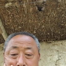 山东聊城占地桃树果树基地，价格低，绿化苗木大量现货