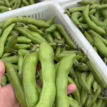 浙江胡豆/鲜嫩现摘当季新鲜蚕豆农家带壳蔬菜