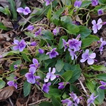 紫花地丁