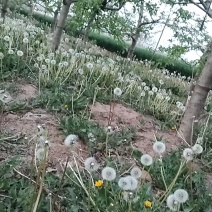 蒲公英现采收