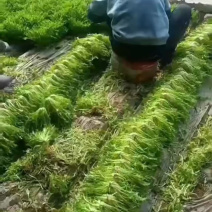 辽宁苦菊细叶苦菊产地直发可视频看货欢迎来电采购