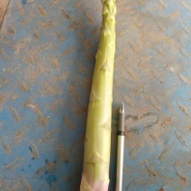 直径35mm新鲜芦笋批发