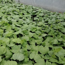 精品苦瓜苗货源充足诚信经营质量保证量大从优欢迎咨询