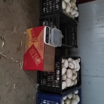鹅种蛋