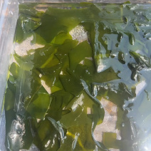 裙带菜地摊电商批发裙带菜干海藻菜螺旋藻凉拌菜紫菜海带