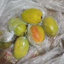 云南大理洱源县酸木瓜基地