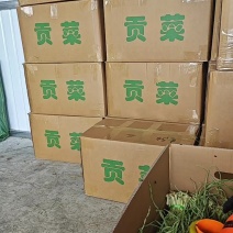 精品优质贡菜基地供应一手货源，全国直销量大从优价格优惠