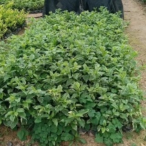 茉莉花福建漳州茉莉花绿化庭院设计基地直供大小规格袋苗