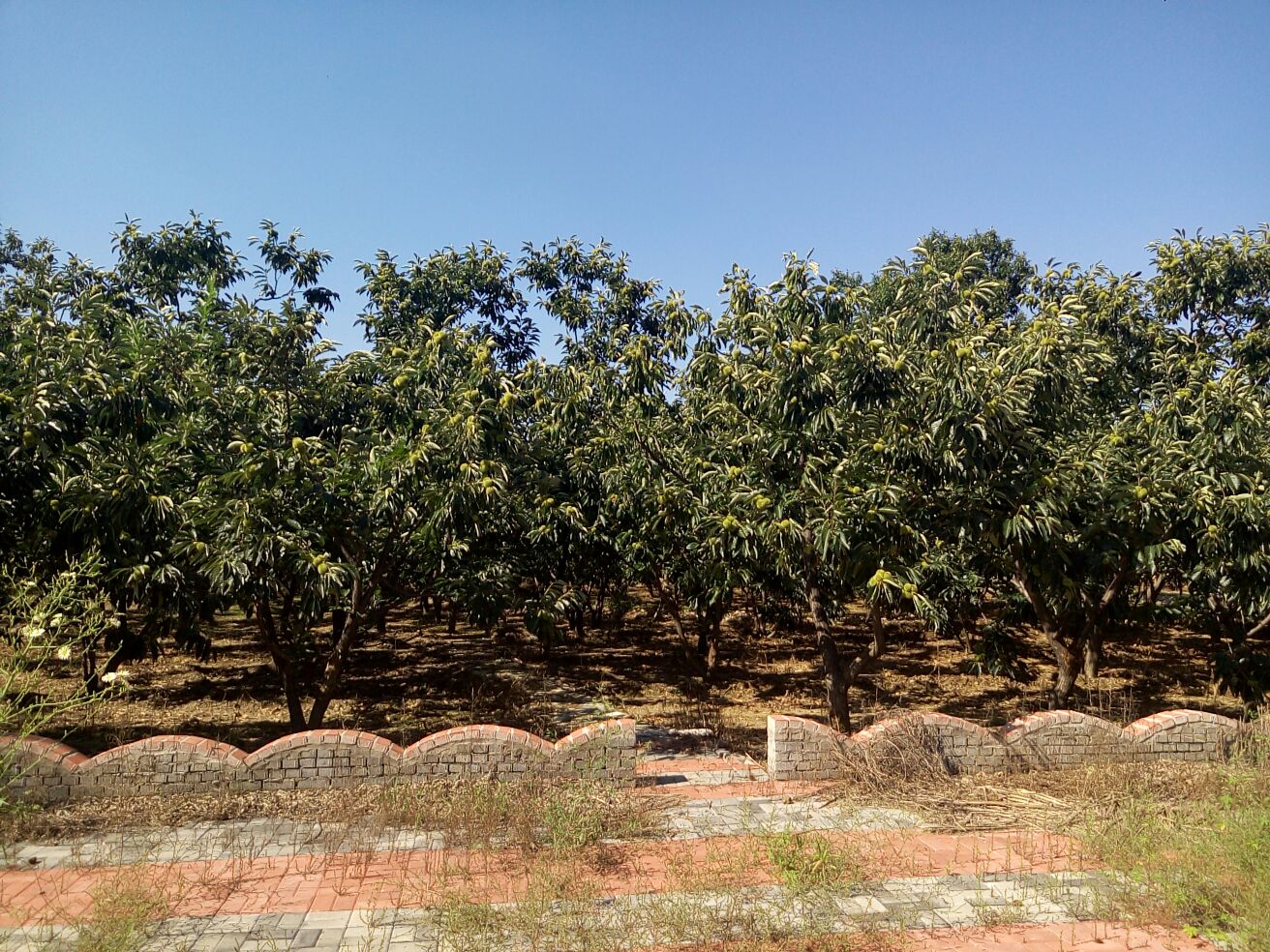 迁西板栗特写