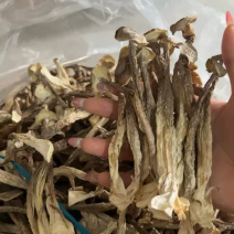 鹿茸菇干货厂家直销无硫新货肉质肥厚煲汤炒菜鲜香美味