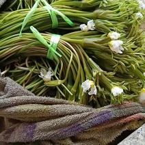 海菜花苗“水性杨花苗”