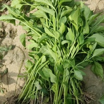 朝天椒辣椒苗蒜乡红植物检疫合格免费技术指导包回收