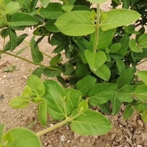 金银花苗，自产自销，价格便宜，成活率高，可以实地考察