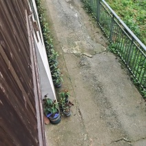 黑老虎盆景室内布福娜盆栽绿植四季常青好养可结果