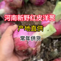 精品新鲜红皮洋葱现摘现发一手货源品质保障量大可优