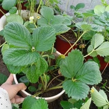 挂果草莓盆栽