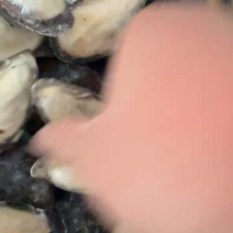 青口贝半壳青口贝半壳海虹捞汁烧烤火锅食材