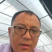 优质杂交苦瓜苗质量保证欢迎采购基地直发