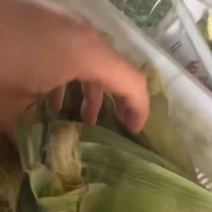 水果玉米。产地一手货源海南云南特产，饱满，爆汁