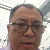 冬瓜苗蔬菜苗产量高口感好价格实惠成活率高欢迎联系