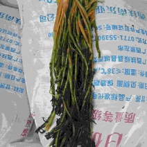 酸菜，半成品雪里蕻，梅干菜，