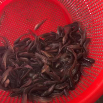 南方大口鲶鱼淡水养殖食用二须胡子土鲶鱼河鲶叉口鲶鱼