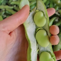 推荐湖北蚕豆颗粒饱满基地直供实力代发全国商超