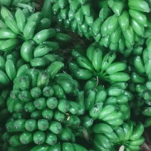 小米蕉