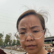 优质西门塔尔公母牛犊/公牛犊/母牛犊