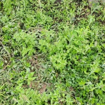 生态手工枸杞芽茶（炒青）
