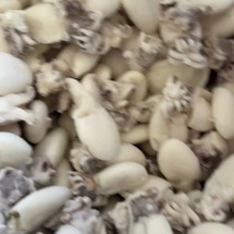 干冰墨鱼仔捞汁食材章鱼去内脏小乌贼墨鱼蛋船冻墨鱼仔