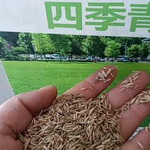 进口四季青草籽混播草籽种子护坡庭院绿化低矮草种不修剪耐寒