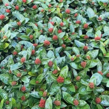 250档口龙船花