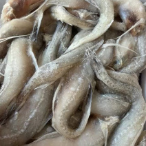龙头鱼单冻豆腐鱼丝丁鱼九肚鱼江苏海鲜水产