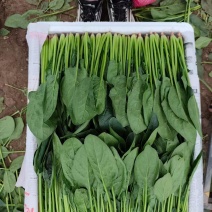 内蒙小叶菠菜/大小叶各种规格都有，产地大量上货