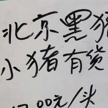 批发北京黑猪小猪