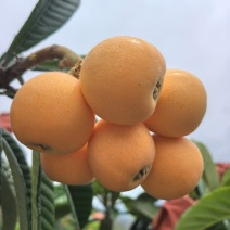 枇杷