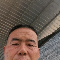 【蜜本南瓜】南阳南瓜金香密本南瓜大量上市质量优口感好