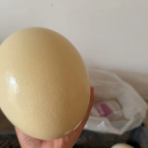 新鲜的鸵鸟蛋
