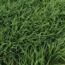 万亩大叶韭菜基地直供，货好，价格实惠，欢迎找我批发