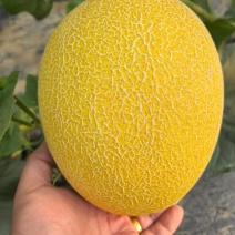 黄皮哈密瓜，大量有货